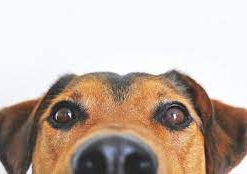 Prémium termékeink